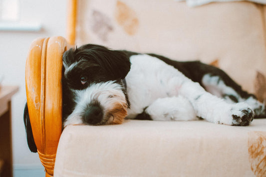 5 Common Health Problems with Senior Dogs