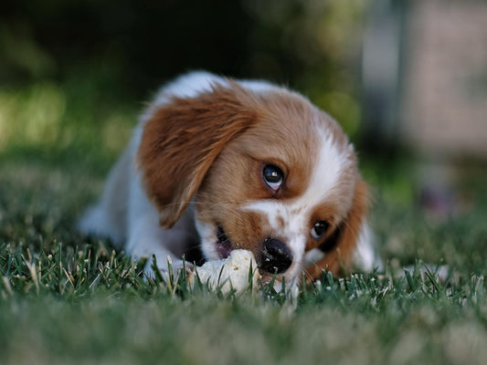 Claritan For Dogs: How Much? When? Side Effects?