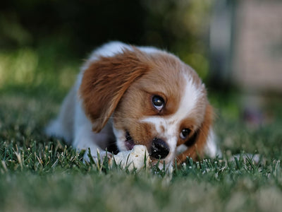 Claritan For Dogs: How Much? When? Side Effects?