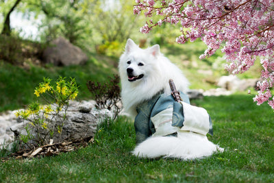 How To Keep My Dog Healthy? – Here Are 8 Tips!