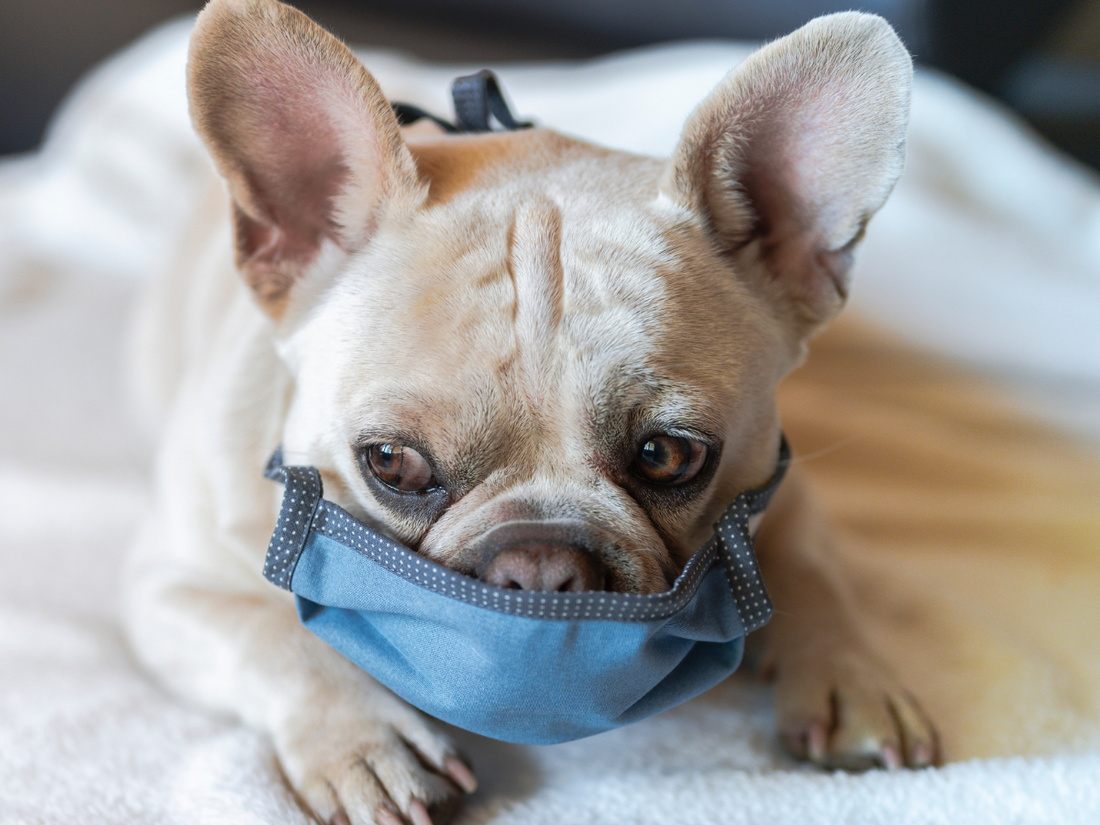 Covid-19, Your Dog, and Anxiety