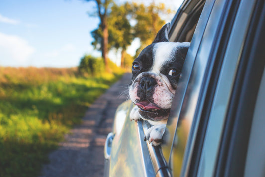 the best cbd oil for dogs