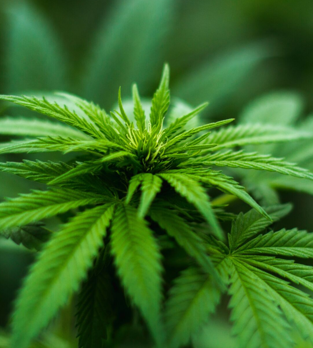 What Is CBD? – Is It Legal? Can It Help My Pet?
