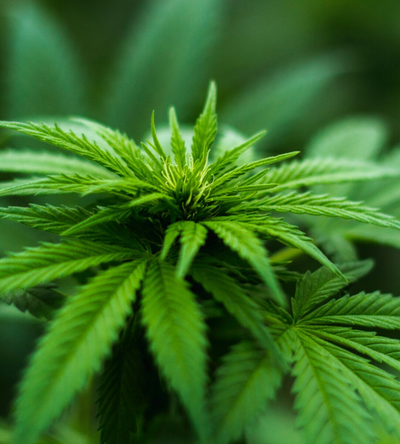What Is CBD? – Is It Legal? Can It Help My Pet?