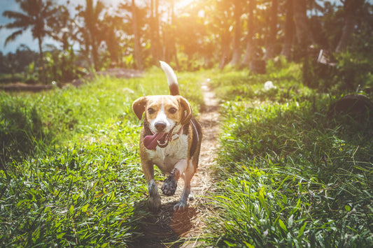 CBD Oil for Beagles