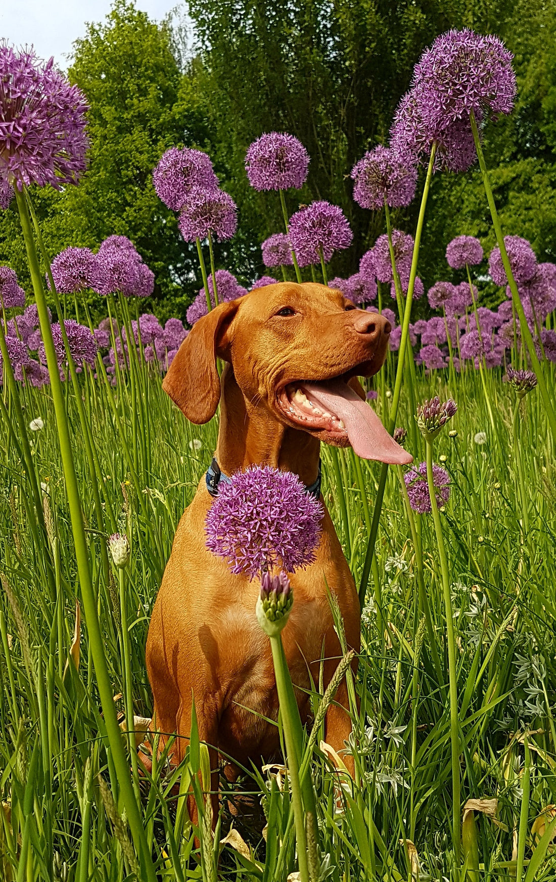 the best cbd oil for dogs with allergies