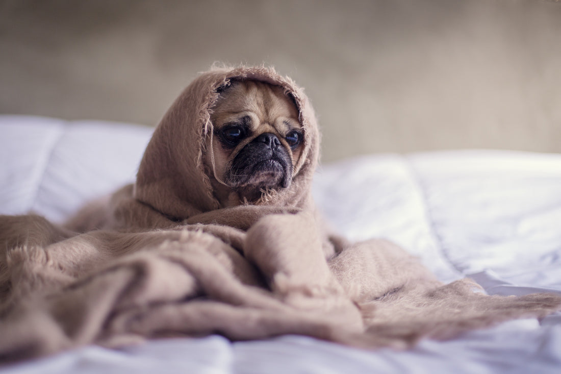 CBD Oil For Dogs With Anxiety: Yay or Nay?