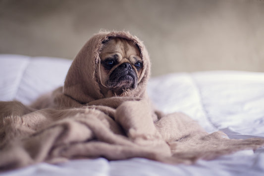 CBD Oil For Dogs With Anxiety: Yay or Nay?