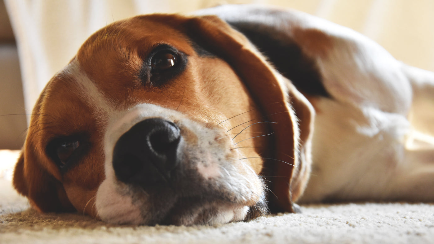 CBD Oil For Dogs With Arthritis: Yay or Nay?