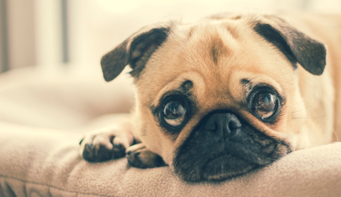 CBD Oil For Dogs With Cancer: Yay or Nay?