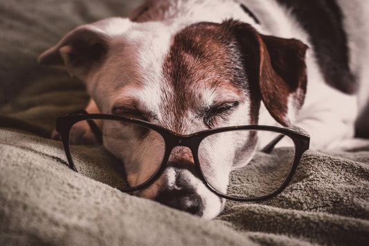 CBD Oil For Dogs With Joint And Hip Pain