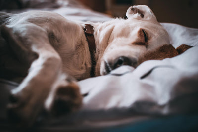 CBD Oil For Dogs With Inflammation