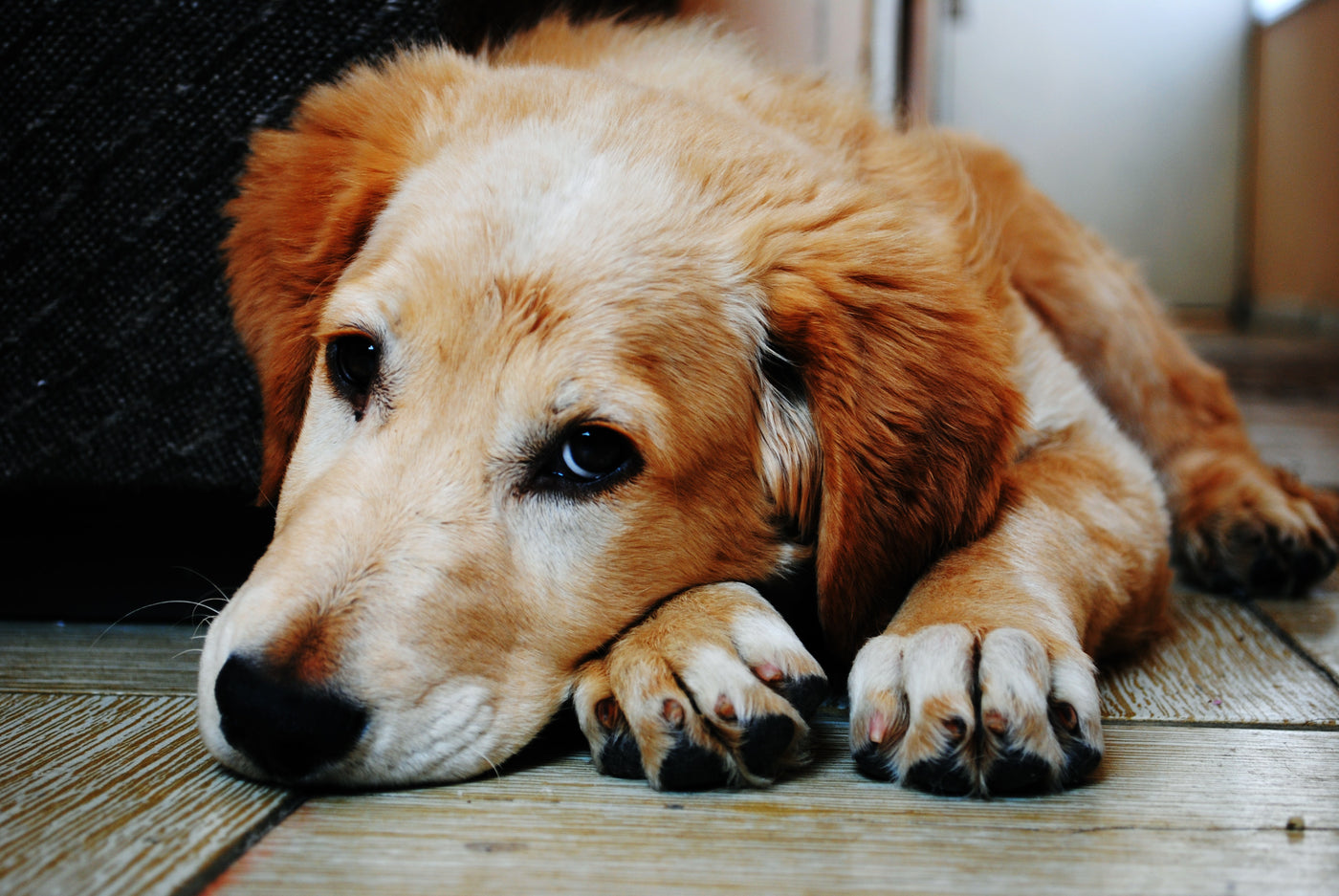 CBD Oil For Dogs With Seizures: Yay? Or Nay?