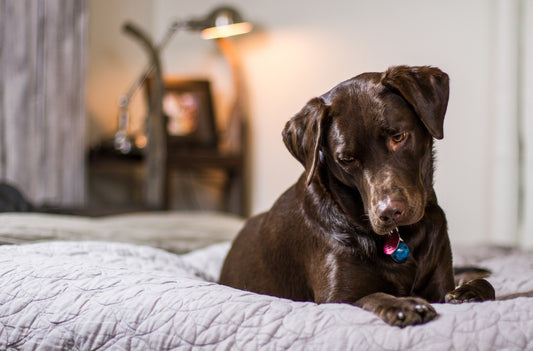 CBD Oil For Dogs With Skin Problems: Yay Or Nay?