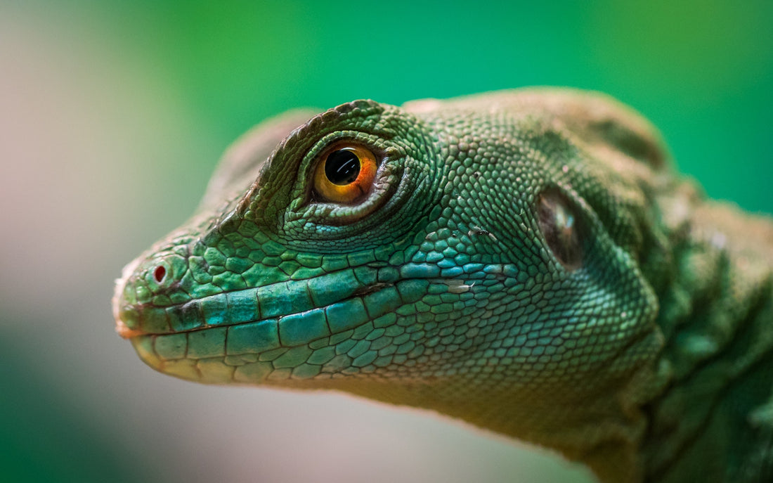 CBD For Exotic Pets