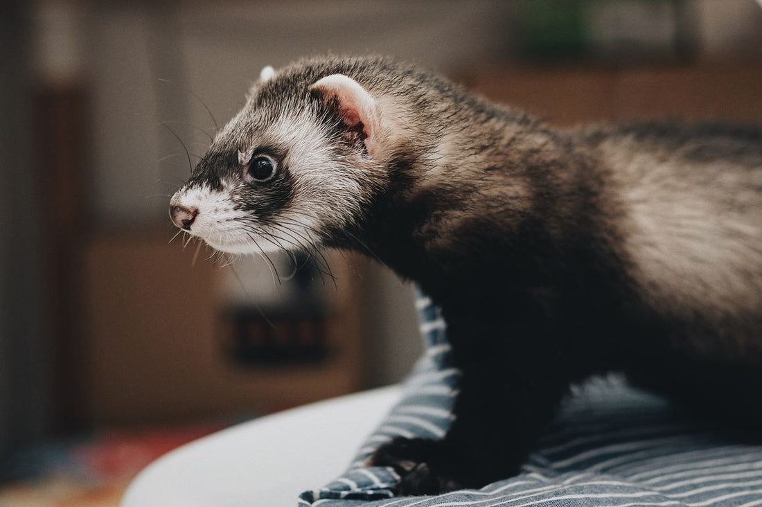 CBD Oil For Ferrets