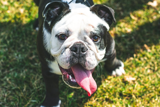 CBD Oil for French Bulldogs