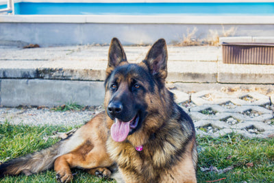 CBD Oil for German Shepherds