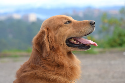 CBD Oil for Golden Retrievers
