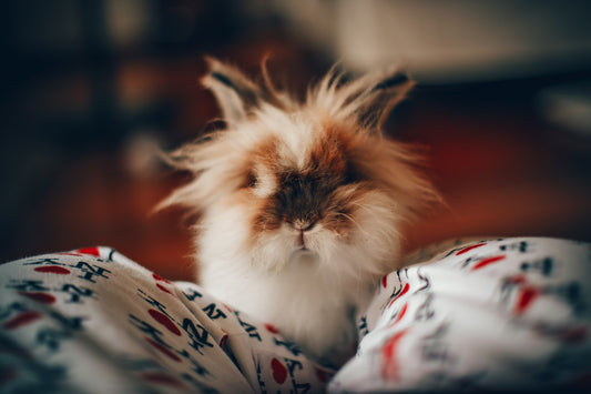 CBD Oil For Guinea Pigs