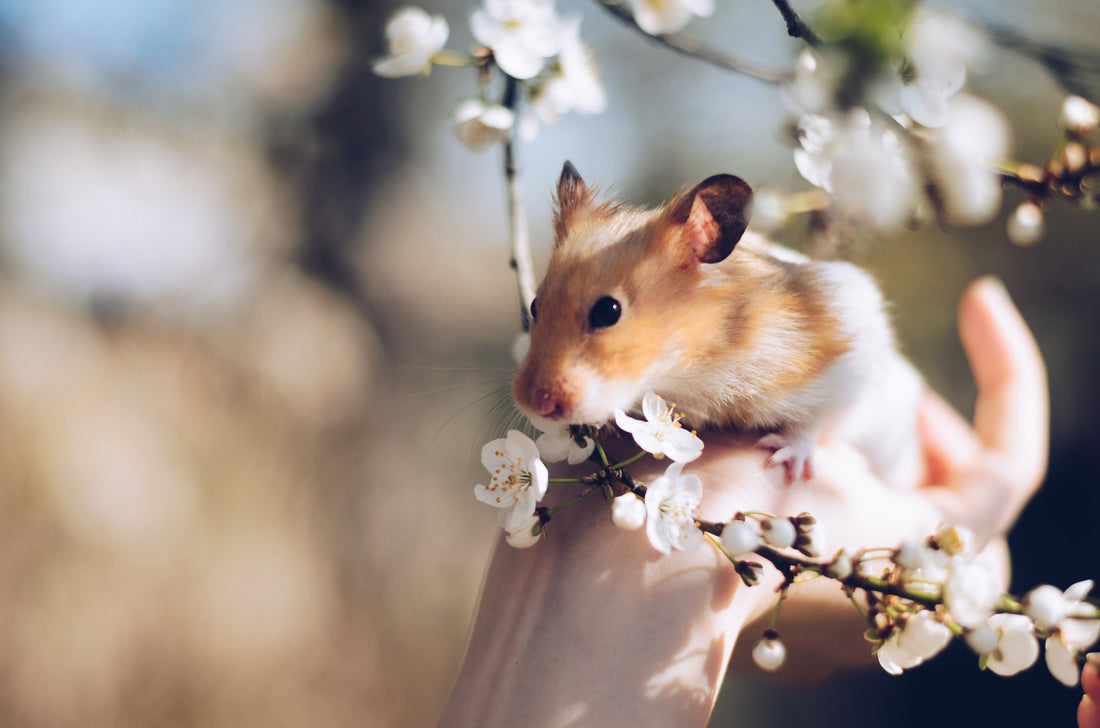 CBD Oil For Hamsters