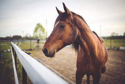 CBD Oil For Horses