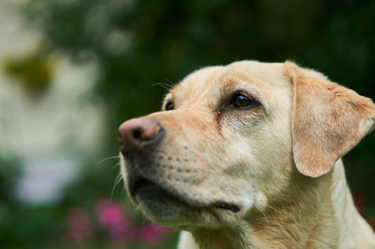 CBD Oil for Labrador Retrievers