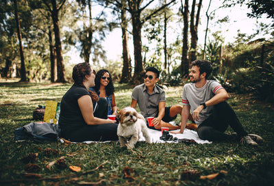 CBD Oil For Pets: What Is It – Side Effects – What To Look For