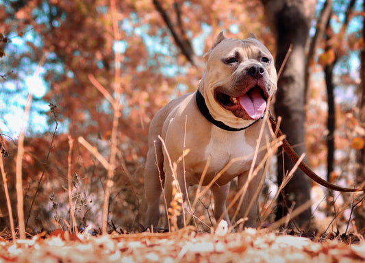 CBD Oil for Pitbulls