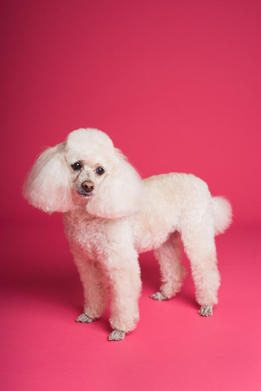 CBD Oil for Poodles