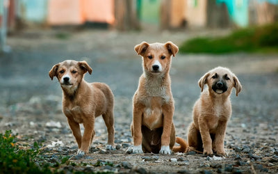 CBD Oil For Puppies: Too Early? Is it Safe?