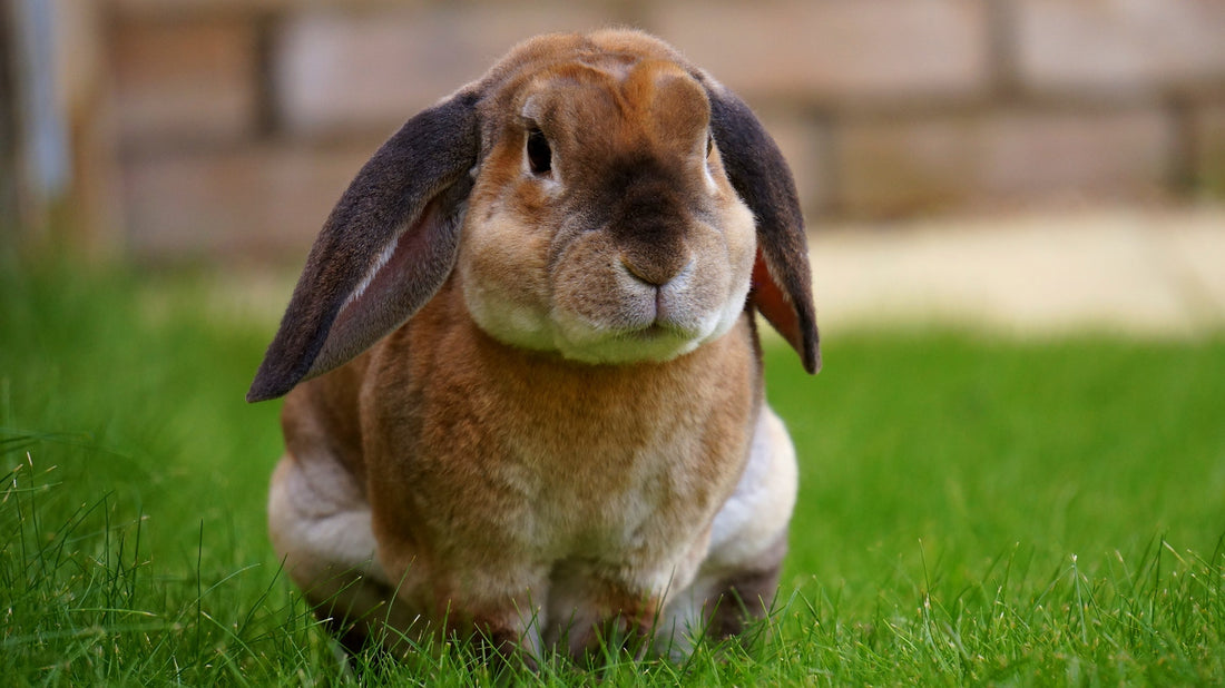CBD Oil For Rabbits