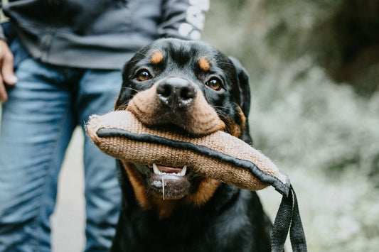 CBD Oil for Rottweilers