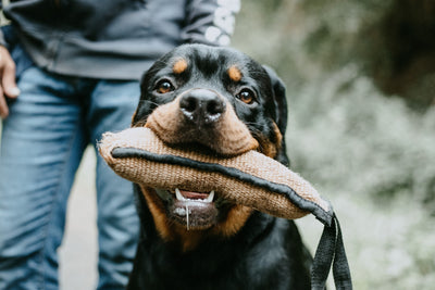 CBD Oil for Rottweilers