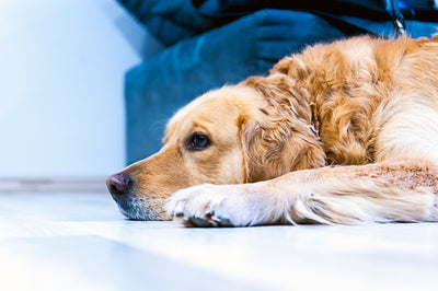 How CBD Oil is Improving Quality of Life for Senior Dogs