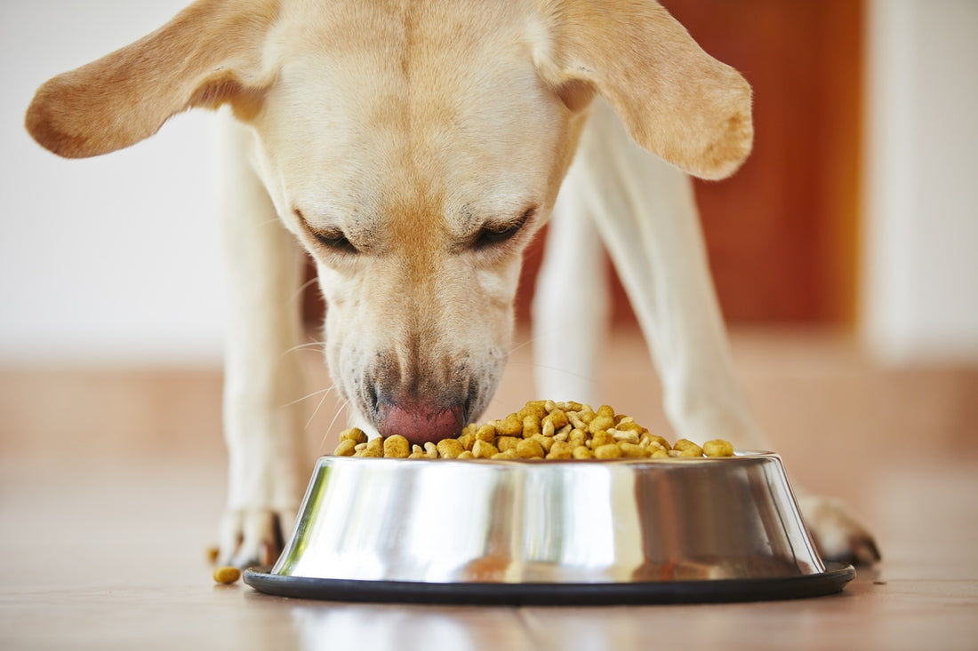 Healthiest Dog Food: Key Ingredients To Look For