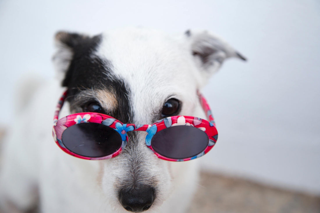 Important Vitamins For Dogs