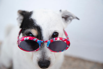 Important Vitamins For Dogs