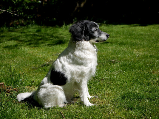 Natural Supplements For Dogs With Allergies