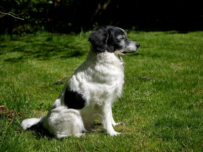 Natural Supplements For Dogs With Allergies