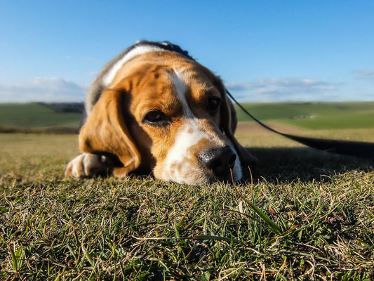 Natural Supplements For Dogs With Cancer