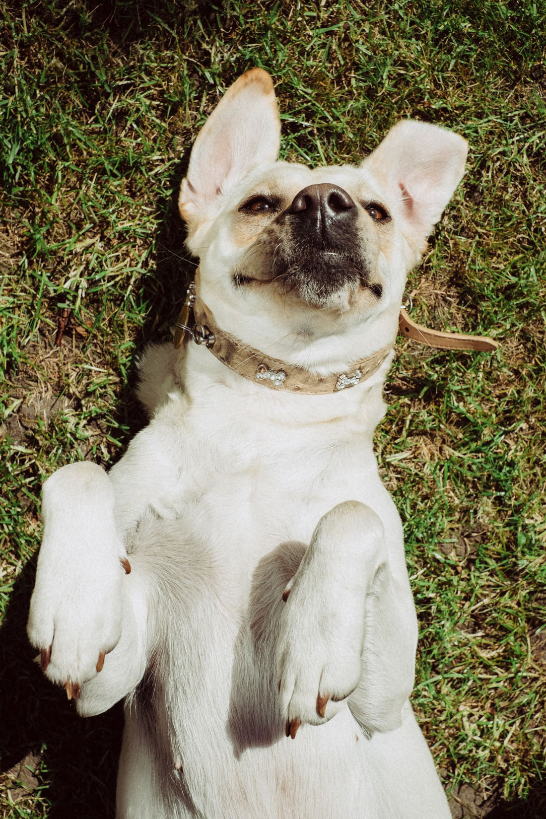 8 Natural Supplements To Keep Dogs Healthy