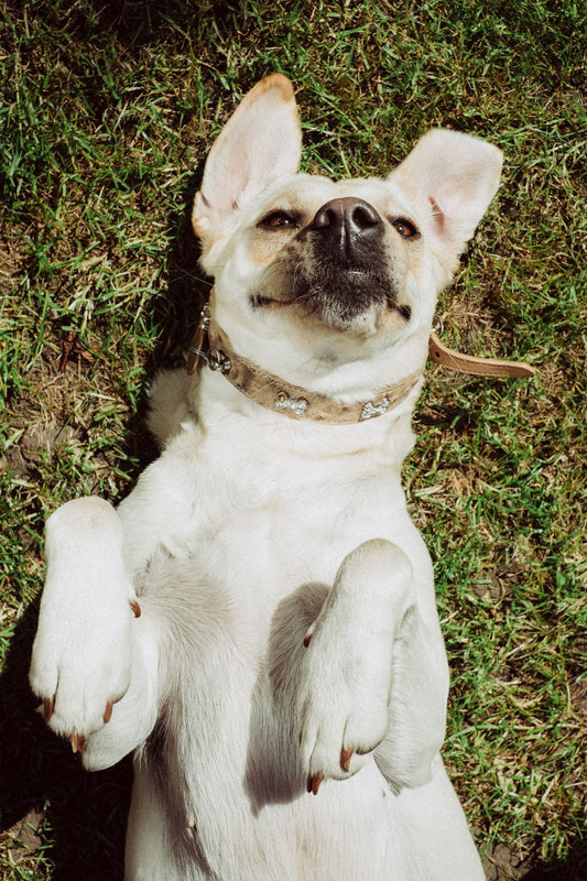 8 Natural Supplements To Keep Dogs Healthy