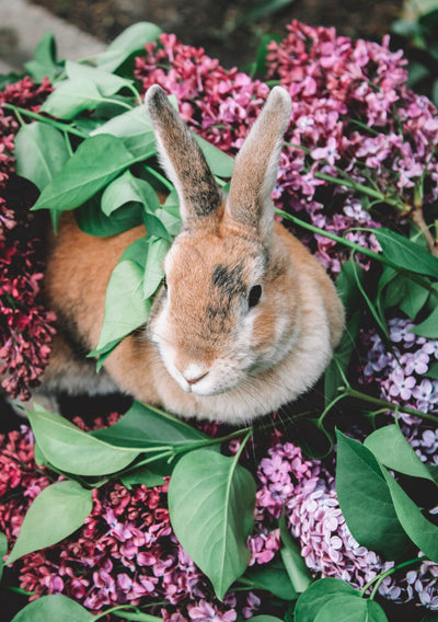 CBD for Rabbits: Enhancing Their Quality of Life