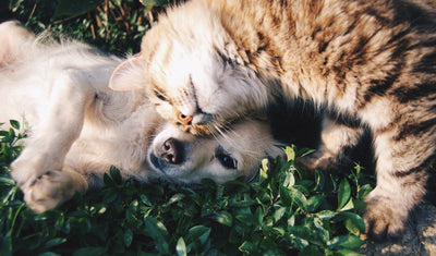 8 Benefits Of CBD Oil For Dogs and Cats