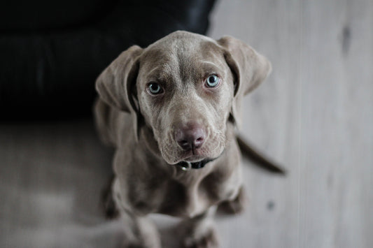 Zyrtec For Dogs: How much? When? Side Effects?