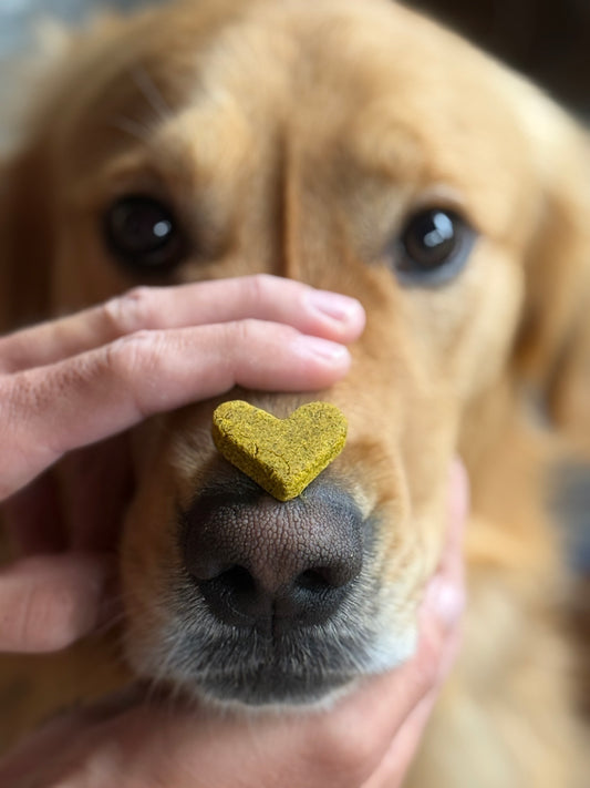 Premium Holistic Daily Wellness Dog Treat - 5oz