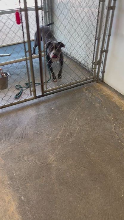 Premium Holistic Daily Wellness Dog Treat - 5oz