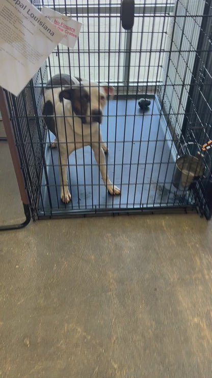 Premium Holistic Daily Wellness Dog Treat - 5oz